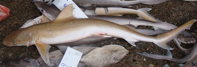 Illegal Shark Finning Operation in Costa Rica Exposed