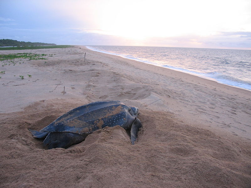 Early leatherback nests in Caletas, Costa Rica