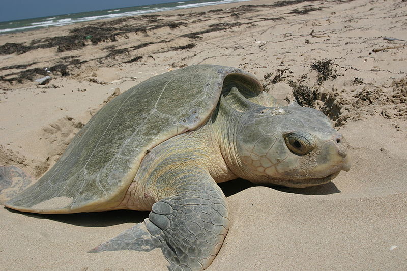 Sea Turtles Take to the Streets to Protest Mercury in Swordfish
