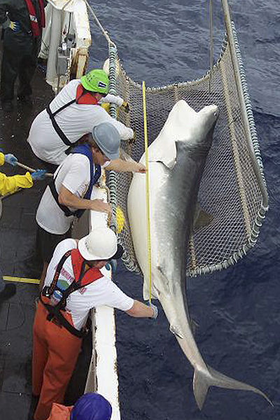 Costa Rican Biologists Call for Suspension of New Shark Finning Regulation
