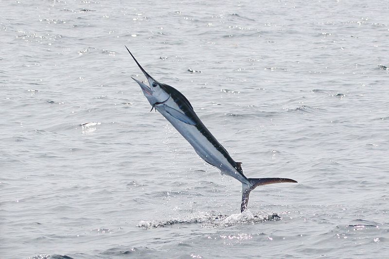 Lawsuit Filed To Protect Atlantic White Marlin From Longline fishing