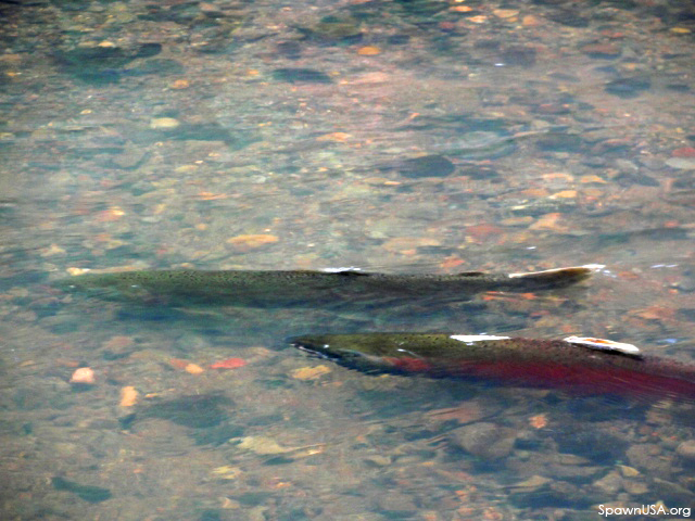 U.S. District Court Keeps No-Spray Pesticide Buffers in Place to Protect Salmon