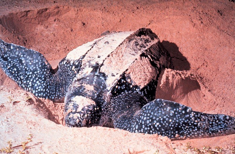 STRP to Premiere New Leatherback Documentary