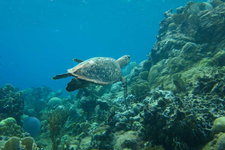 REVISED: Fishing Gear a Death Trap for Sea Turtles