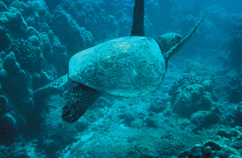 Hawaiian Swordfish Fishery to Close Over High Sea Turtle Catch