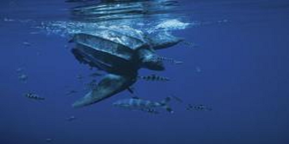 Scientists Call for Protected Ocean Corridors for Endangered Leatherback Sea Turtles and Sharks at International Environmental Meeting