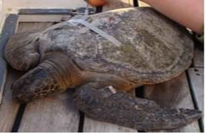 Cocos Island—Focal Point for International Sea Turtle and Shark Tagging Research