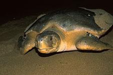 Chevron gas project a disaster for sea turtles in Australia