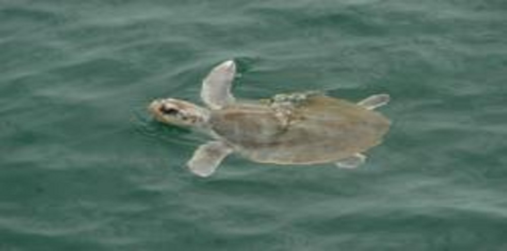 BP Blocks Attempt to Save Endangered Sea Turtles from Oil Spill
