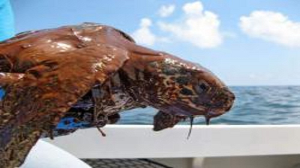 BP and Coast Guard Halt Burning of Endangered Sea Turtles in Gulf Oil Spill Clean-Up
