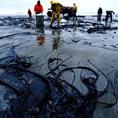Peak Nesting of Endangered Sea Turtles Threatened by Oil Spill