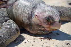 STRP in the News Defending Sea Turtles From Gulf of Mexico Shrimpers
