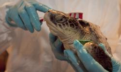 Obama Confirms BP Burned Turtles