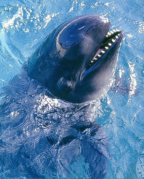 Thousands of STRP Supporters Call for Increased False Killer Whale Protections in Hawaii