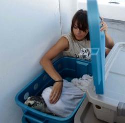 News Coverage of Intern Releasing Rehabilitated Sea Turtle in Texas