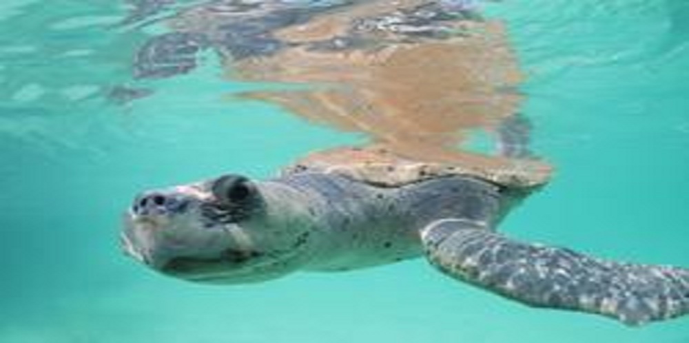 New Sea Turtle Protections in Shrimp Fleet Debated in Louisiana