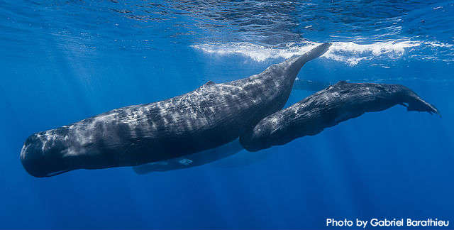 Lawsuit Launched to Save Whales, Sea Turtles, Sharks From California’s Deadly Fishing Nets