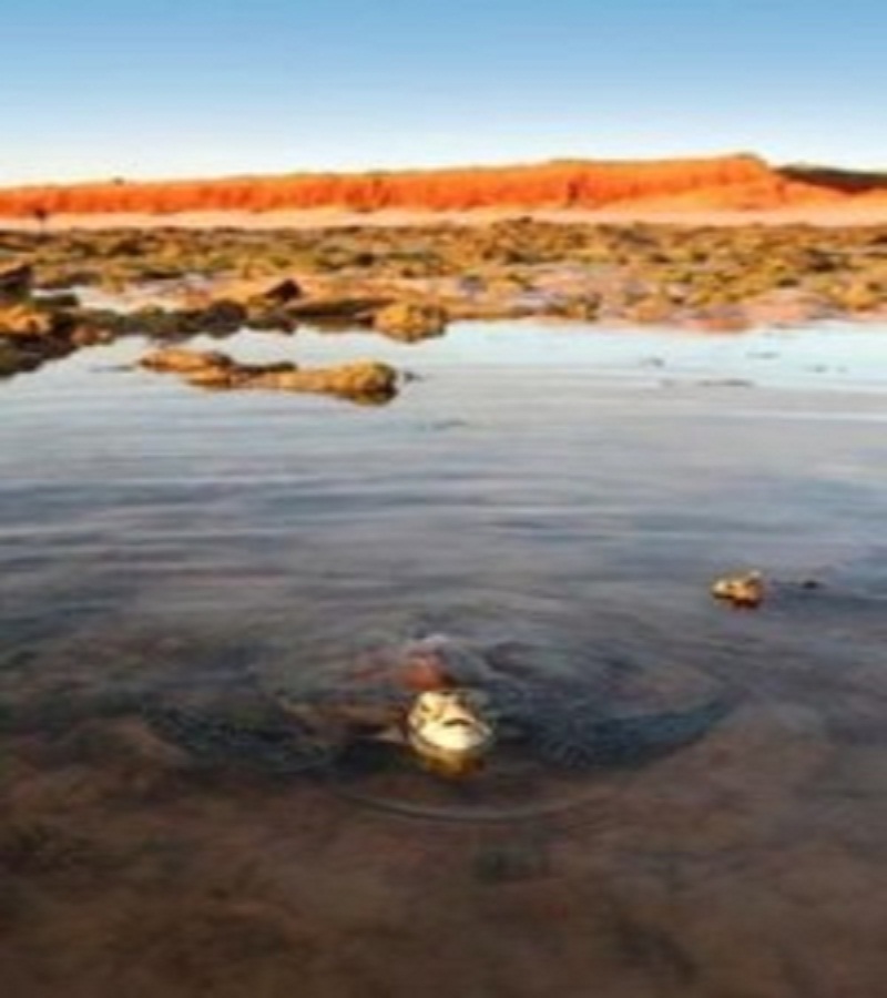 Weak Protections for Australian Turtles, Whales at Kimberley Gas Hub