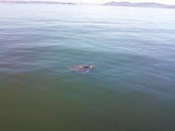 Boaters Urged to Slow After Rare Sea Turtle Spotted in Bay