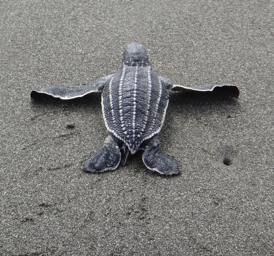 Harmful Marine Debris Removed from Sea Turtle Nesting Beaches