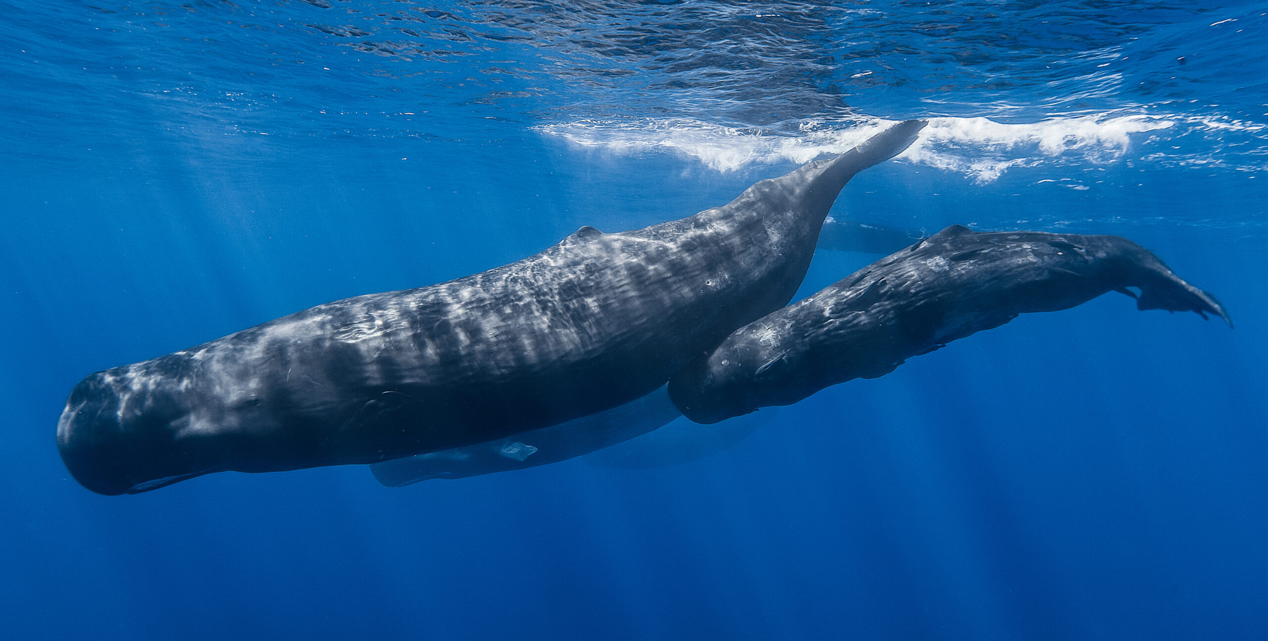 California’s Drift Gillnet Fishery Too Deadly for Endangered Sperm Whales
