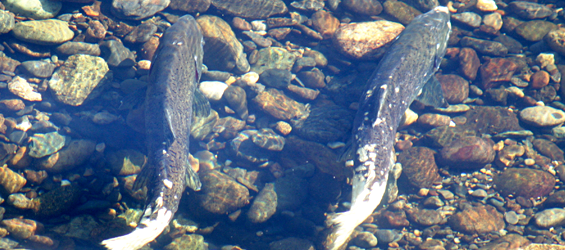 Salmon Advocates Escalate Pressure on Marin County to Stop Weakening Salmon Protection
