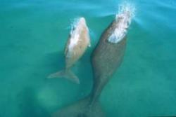 GBR Dugongs, Snubfin Dolphins and Seagrass