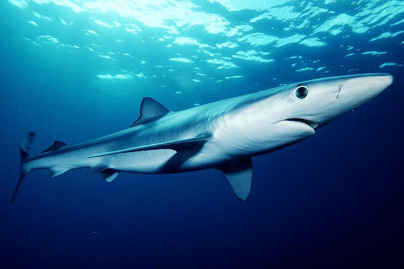 California shark fin ban upheld by federal judge