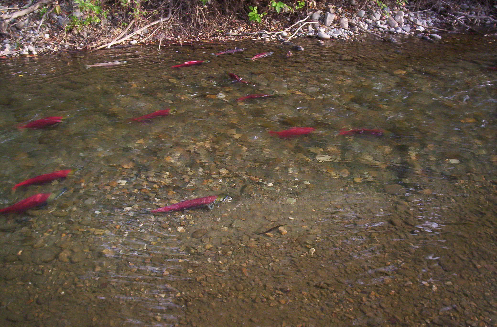 GUEST BLOG: Salmon Feedlots in British Columbia Wreck Havoc on Wild Salmon