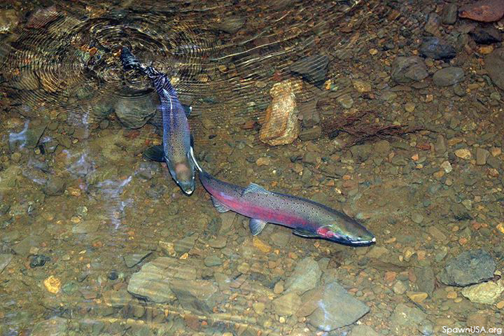 California drought helps coho salmon migration