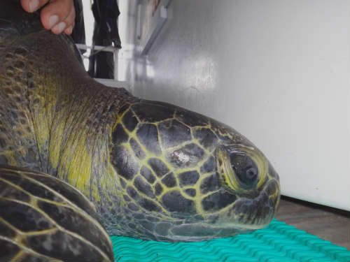 Green Sea Turtle ‘Sanjay’ Makes Historic Migration