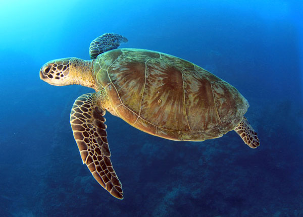 Swordfish Drift Gillnet Fishery Restricted to Protect Loggerhead Sea Turtles