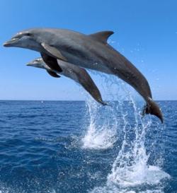 Suit Filed to Ensure Foreign Fisheries Meet American Standards for Dolphin and Whale Safety