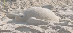 VIDEO: Enter the Sea Turtle Sand Castle Snapshot Contest!