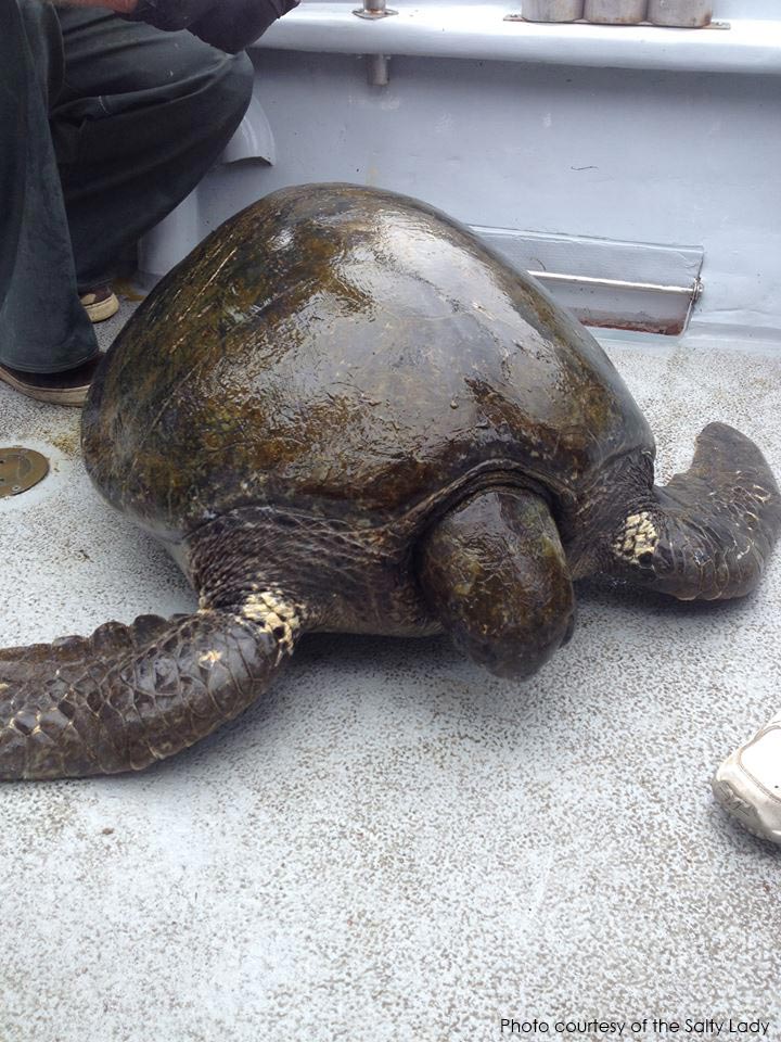 Endangered turtle pops up outside the Gate, about 2,000 miles from home