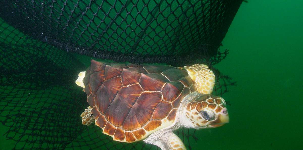 Sea Turtle Supporters Call on Gov. Jindal to Enforce Increased Protection Measures