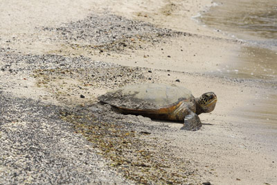 High Numbers of Sea Turtles, Whales and Seabirds Die in Hawaii Tuna Longline Fishery