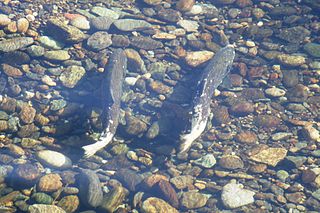 Rain Triggers Chinook Salmon Migration