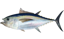 Environmental Groups Sue Feds Over Tuna Fishing
