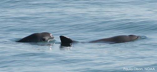 Turtle Island Signs On to Encourage Mexico to Save Vaquitas