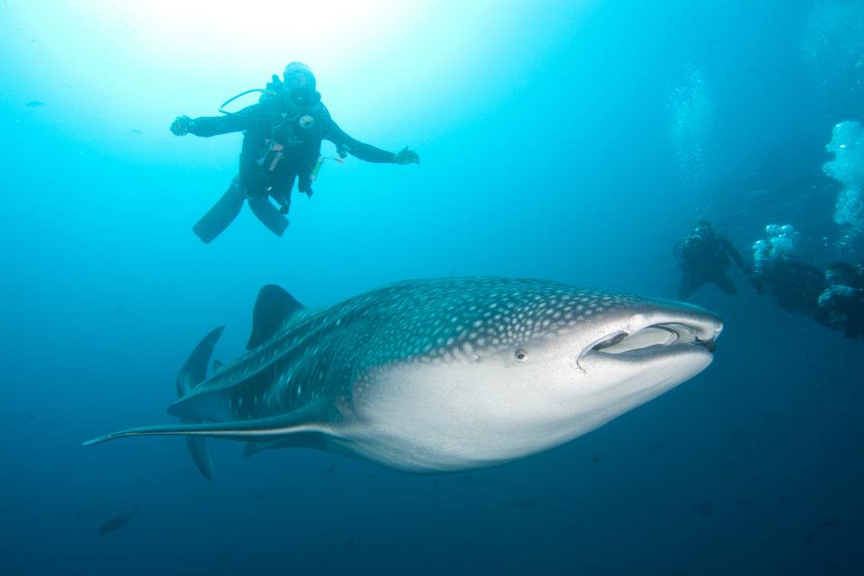 Whale Sharks Back on the Map
