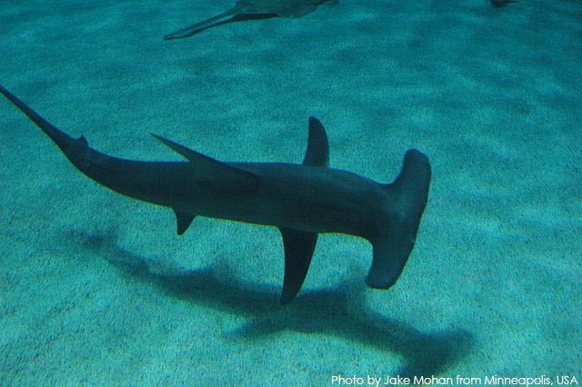 Studying to Protect: Turtle Island Tracks the Movements of Endangered Scalloped Hammerhead Sharks