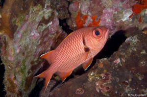 Red fish at Cocos Island. Photo by Paul Nguyen.