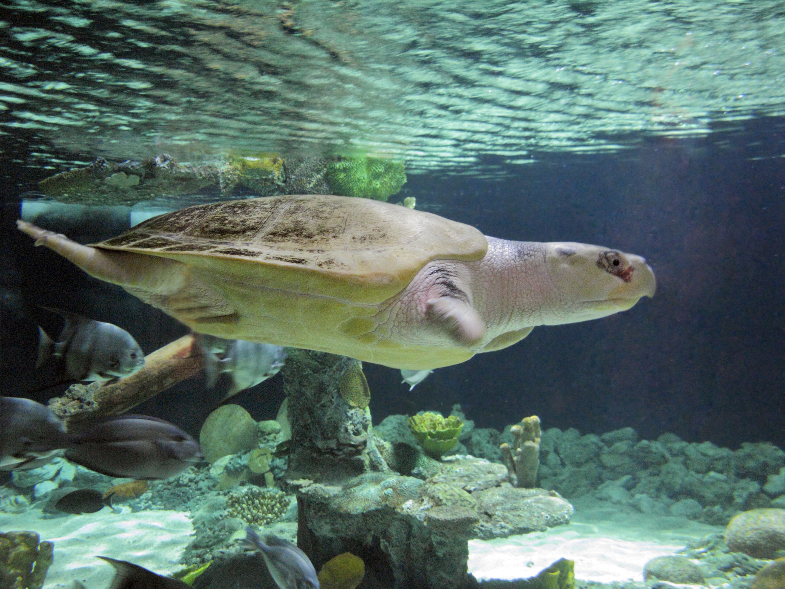 Endangered Gulf of Mexico Sea Turtles  Splash into Jindal’s Presidential Bid