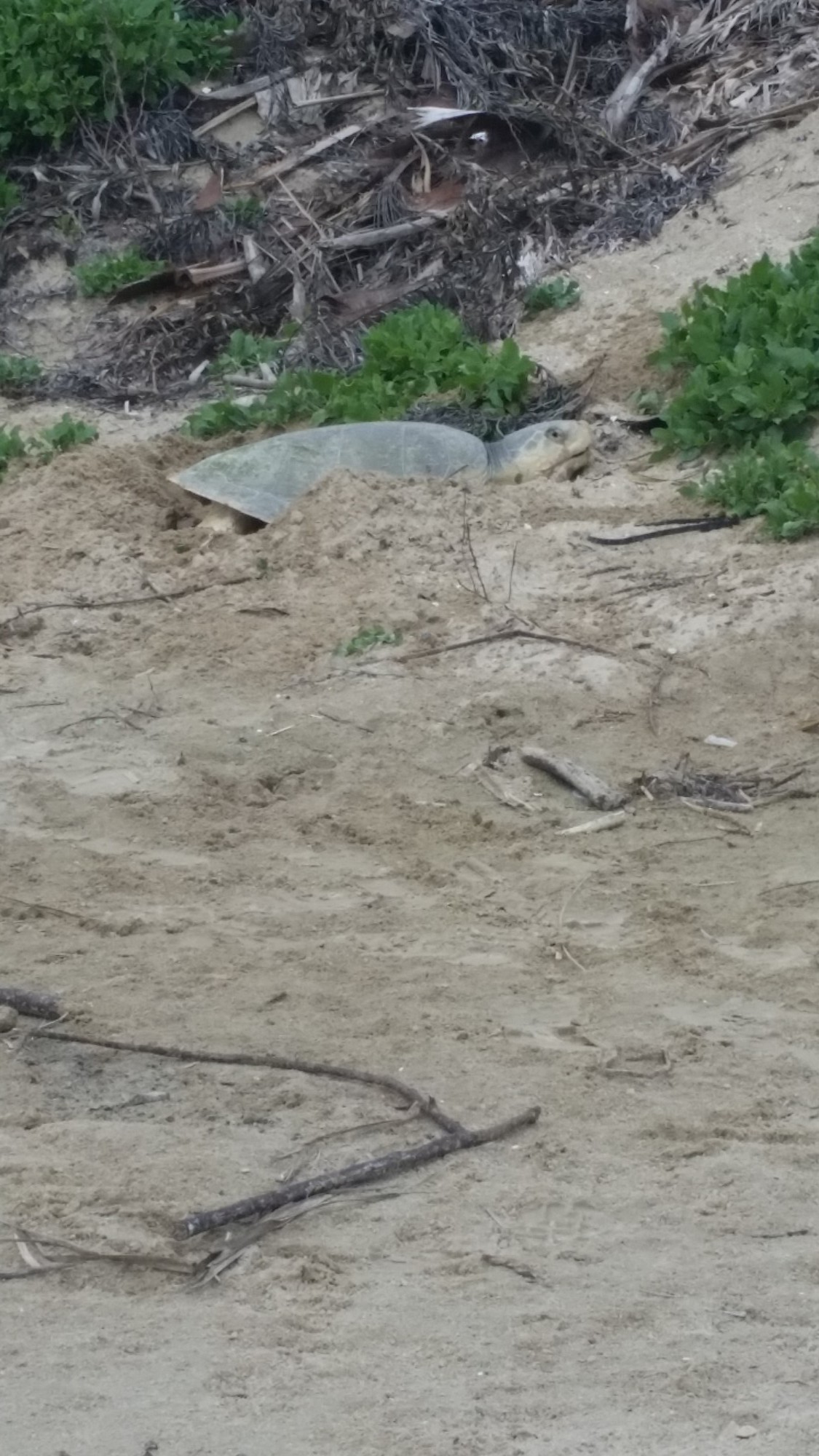 Sea Turtle Nesting Season Begins on Upper Texas Coast