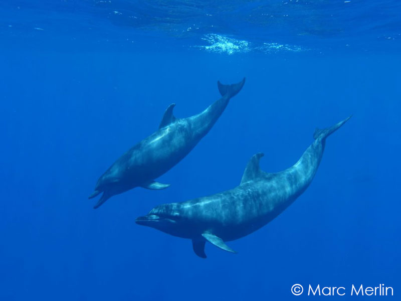 Dolphins swiming underwater