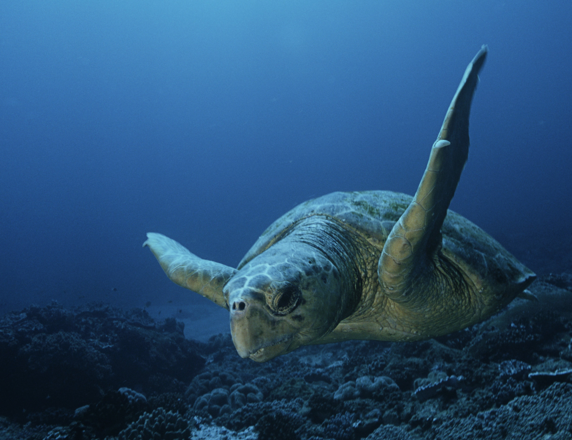 U.S. to Mexico: Stop Sea Turtle Deaths or Suffer Sanctions