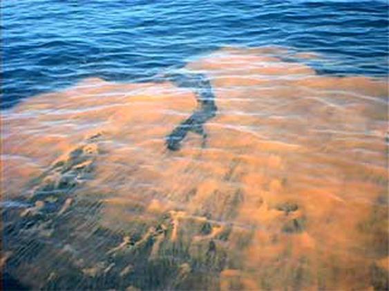 An Update on the Red Tide in the Gulf of Mexico