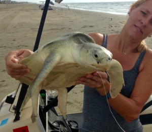 This endangered Kemp's ridley was rescued after a call to TIRN's hotline and will be rehabilitated
