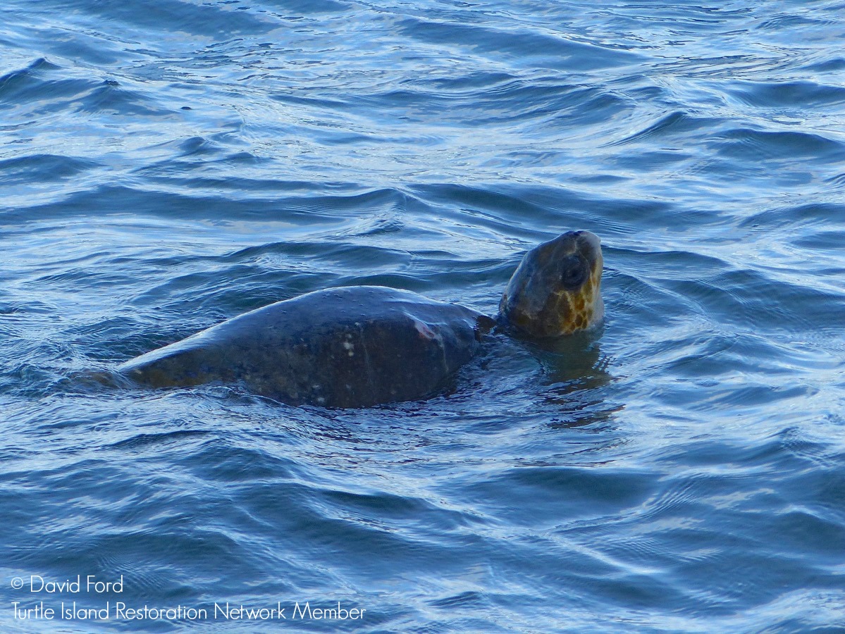 El Niño Brings Sea Turtle to Point Reyes National Seashore